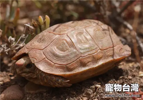 鷹嘴陸龜的品種簡介