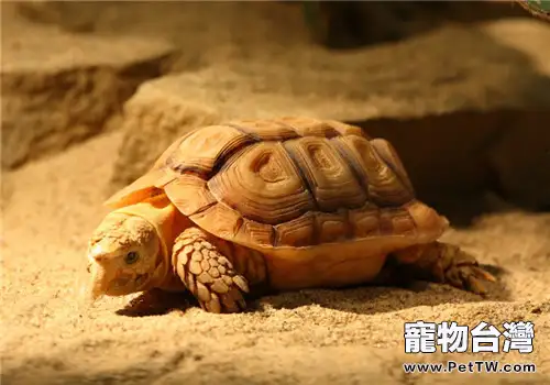 鷹嘴陸龜的飼養要點