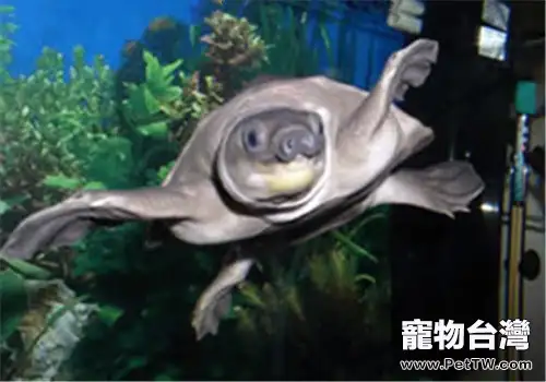 豬鼻龜的品種簡介(1圖)-寵物台灣