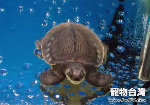 豬鼻龜的生活環境(1圖)-寵物台灣