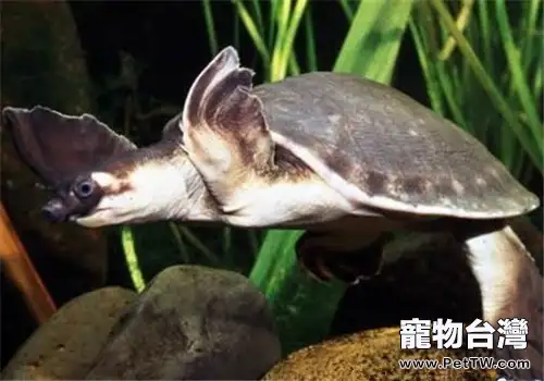 豬鼻龜的飼養要點(1圖)-寵物台灣