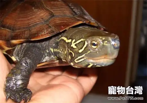 中華草龜的品種簡介