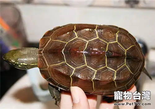 中華草龜的外觀特徵