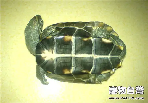 中華草龜的生活環境