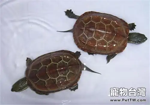 中華草龜的飼養要點(1圖)-寵物台灣
