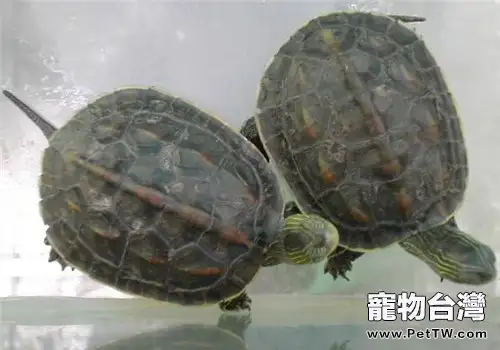 中華花龜的品種簡介
