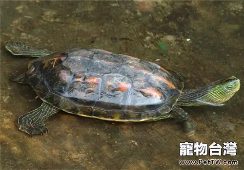 中華花龜的外觀特徵