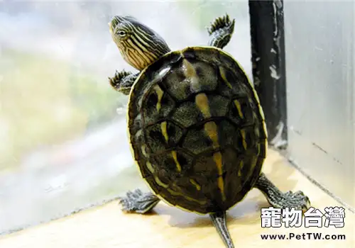 中華花龜的護理知識