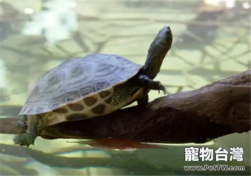 中華花龜的飼養要點