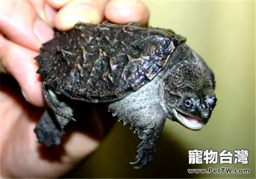 中美擬鱷龜的外觀特徵(1圖)-寵物台灣