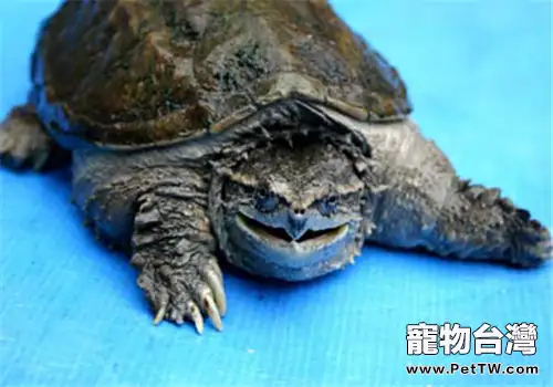 中美擬鱷龜的護理知識(1圖)-寵物台灣