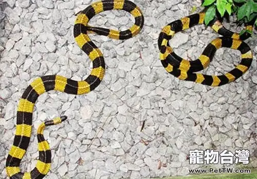 金環蛇的生活環境(1圖)-寵物台灣