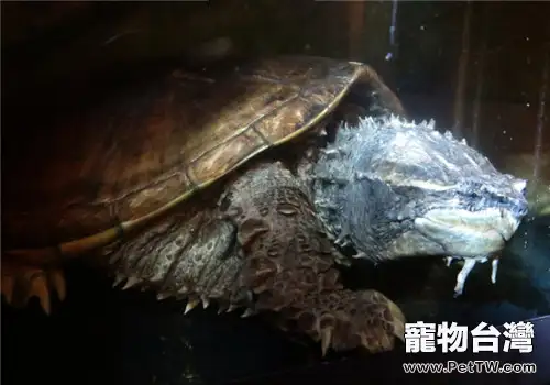 中美擬鱷龜的生活環境(1圖)-寵物台灣