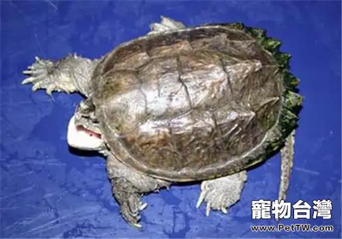 中美擬鱷龜的飼養要點