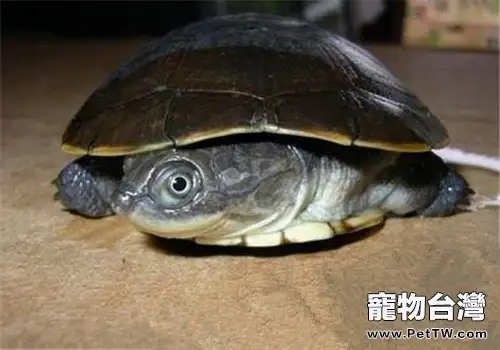 沼澤側頸龜的品種簡介(1圖)-寵物台灣