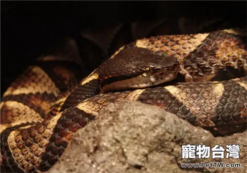 尖吻蝮的生活環境(1圖)-寵物台灣