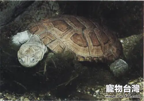 沼澤側頸龜的形態特徵(1圖)-寵物台灣