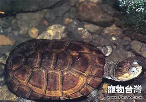 沼澤側頸龜的生活環境