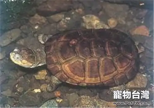 沼澤側頸龜的飼養要點