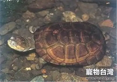 沼澤側頸龜的飼養要點(1圖)-寵物台灣