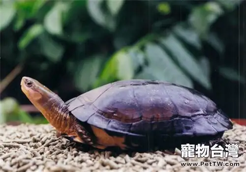 周氏閉殼龜的品種簡介(1圖)-寵物台灣