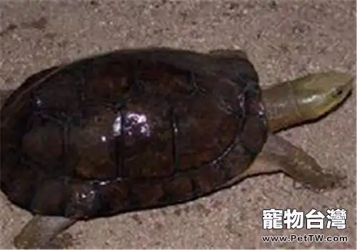 周氏閉殼龜的形態特徵(1圖)-寵物台灣
