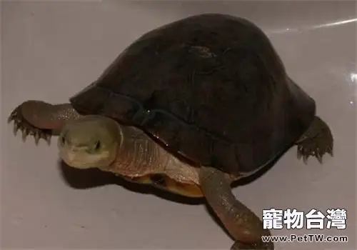 周氏閉殼龜的護理知識(1圖)-寵物台灣