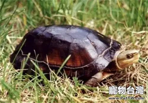 周氏閉殼龜的生活環境