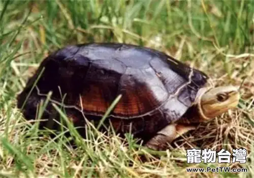 周氏閉殼龜的生活環境(1圖)-寵物台灣