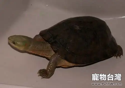 周氏閉殼龜的飼養要點(1圖)-寵物台灣