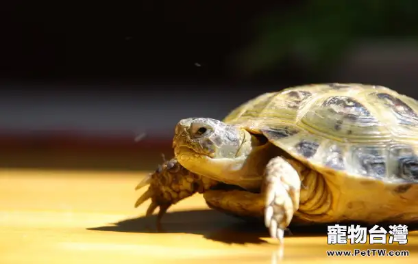 如何預防龜龜腸炎病(1圖)-寵物台灣