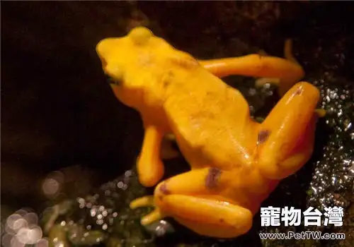 金蛙的形態特徵