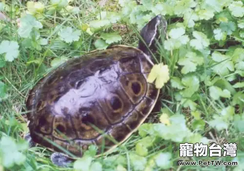緬甸孔雀龜簡介(1圖)-寵物台灣