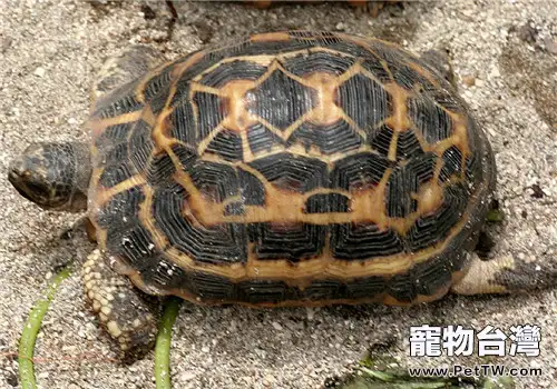 蛛網龜的品種簡介(1圖)-寵物台灣