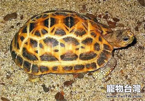 蛛網龜的外觀特徵(1圖)-寵物台灣