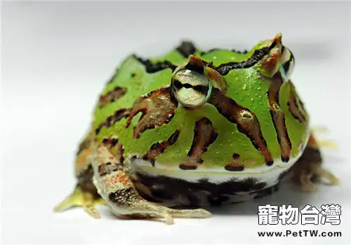 角蛙的品種簡介