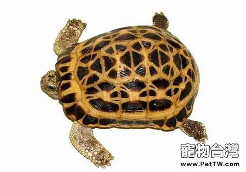 蛛網龜的護理知識(1圖)-寵物台灣