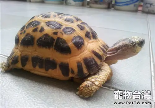 蛛網龜的生活環境(1圖)-寵物台灣