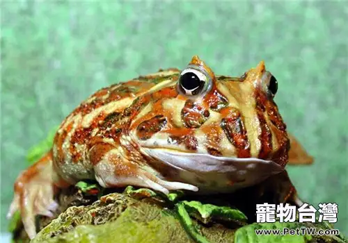 角蛙的形態特徵(1圖)-寵物台灣