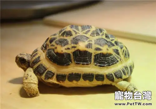 蛛網龜的飼養要點(1圖)-寵物台灣