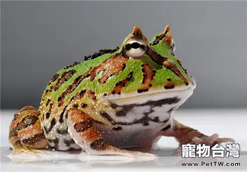 角蛙的餵食要點