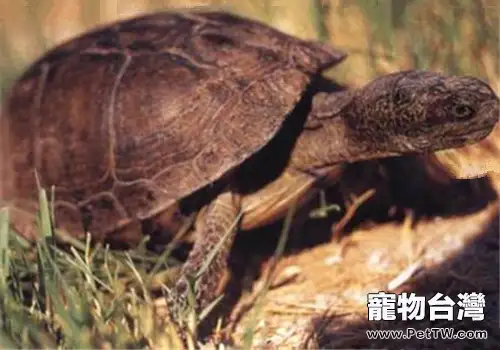沼澤箱龜的品種簡介