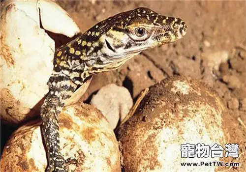 科莫多巨蜥的品種簡介(1圖)-寵物台灣