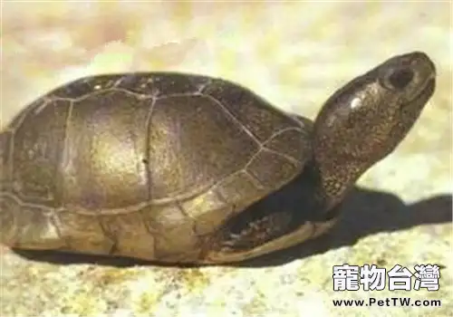 沼澤箱龜的護理知識
