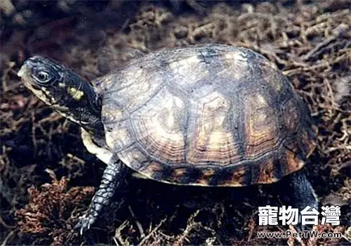 沼澤箱龜的生活環境