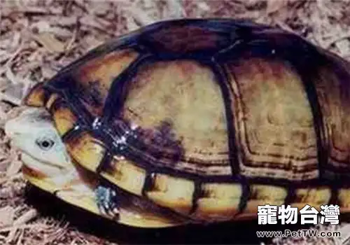 褶皺泥龜的外觀特徵(1圖)-寵物台灣