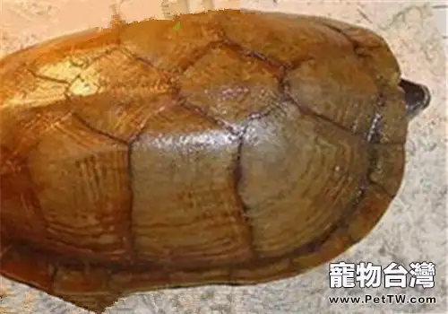 褶皺泥龜的護理知識(1圖)-寵物台灣