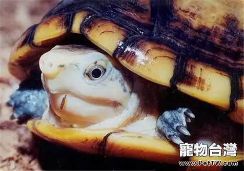 褶皺泥龜的生活環境(1圖)-寵物台灣