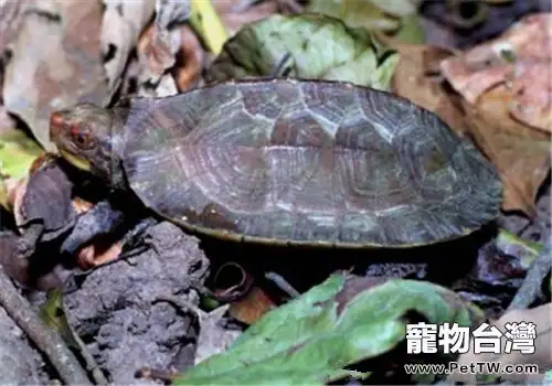 蔗林龜的品種簡介