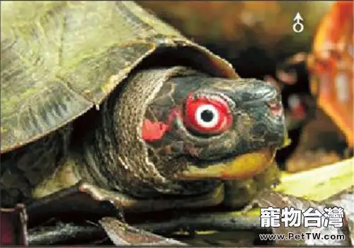 蔗林龜的外觀特徵(1圖)-寵物台灣